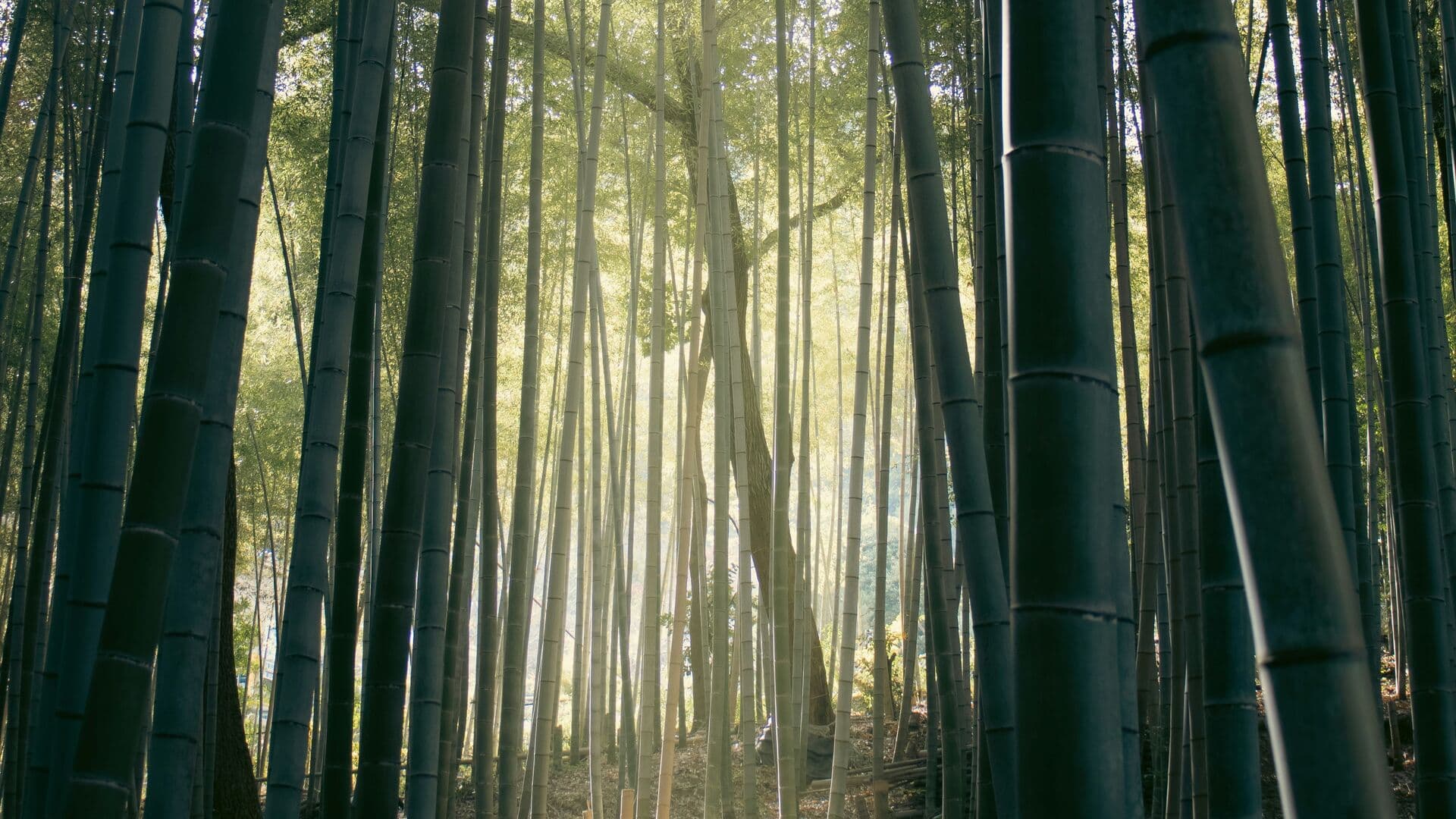 Bamboo forest path